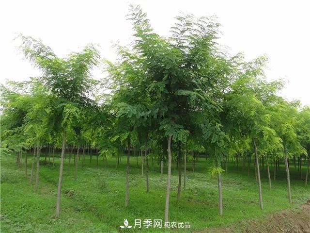 2020暢銷(xiāo)苗木品種排行，“老客戶(hù)積累”是苗木人成功根本(圖1)