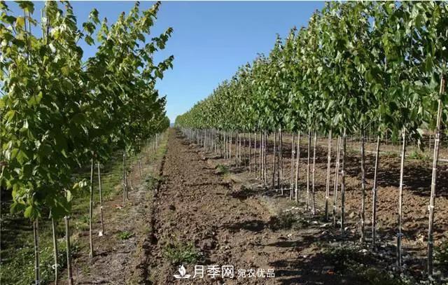 2020暢銷(xiāo)苗木品種排行，“老客戶(hù)積累”是苗木人成功根本(圖4)