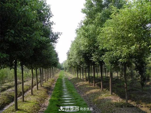 2020暢銷(xiāo)苗木品種排行，“老客戶(hù)積累”是苗木人成功根本(圖5)