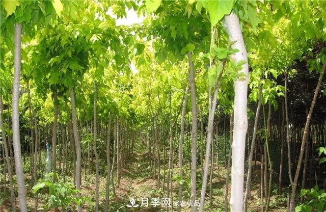 2020暢銷(xiāo)苗木品種排行，“老客戶(hù)積累”是苗木人成功根本(圖3)