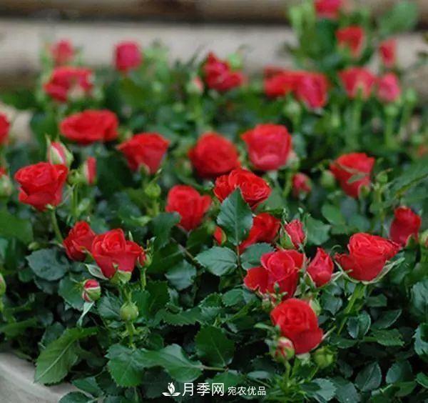 5種適合種在陽(yáng)臺的月季，生病幾率小，開(kāi)花有特色(圖3)