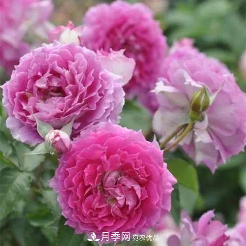 5種適合種在陽(yáng)臺的月季，生病幾率小，開(kāi)花有特色(圖7)