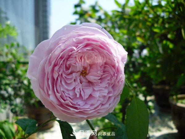 推薦4種優(yōu)秀藤本月季，開(kāi)花多一開(kāi)就停不下來(lái)(圖1)