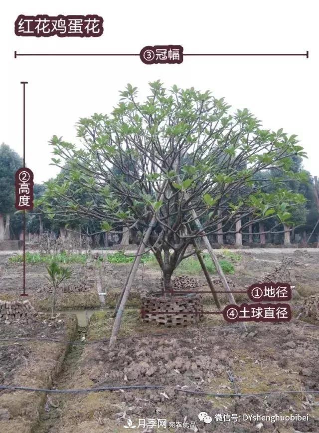 苗木必備基本常識手冊(圖8)