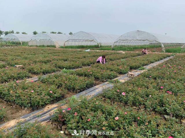 敲暈幾個(gè)苗木大戶(hù)后，我整理出了這份《高價(jià)苗木進(jìn)階手冊》(圖2)