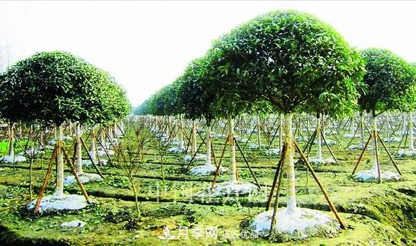 敲暈幾個(gè)苗木大戶(hù)后，我整理出了這份《高價(jià)苗木進(jìn)階手冊》(圖1)