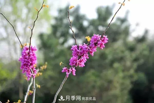 這些苗木價(jià)格***貴，市場(chǎng)潛力大，未來(lái)可以繼續發(fā)展！(圖4)