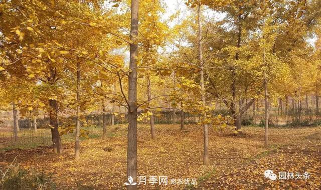 這些苗木價(jià)格***貴，市場(chǎng)潛力大，未來(lái)可以繼續發(fā)展！(圖2)