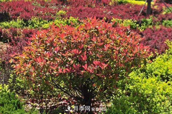 這些苗木價(jià)格***貴，市場(chǎng)潛力大，未來(lái)可以繼續發(fā)展！(圖3)