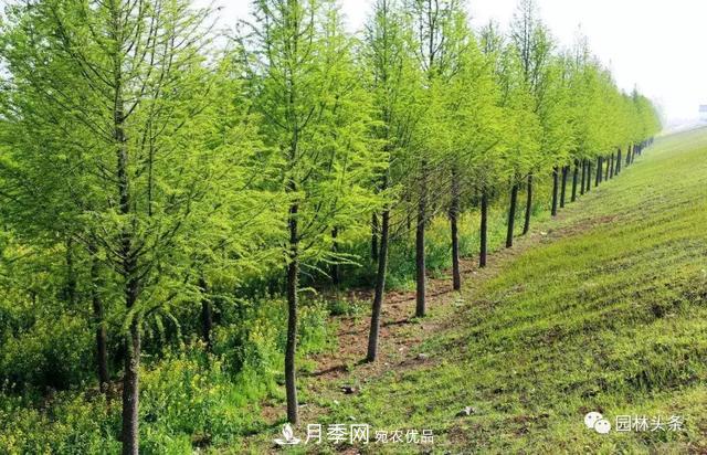 這些苗木價(jià)格***貴，市場(chǎng)潛力大，未來(lái)可以繼續發(fā)展！(圖7)