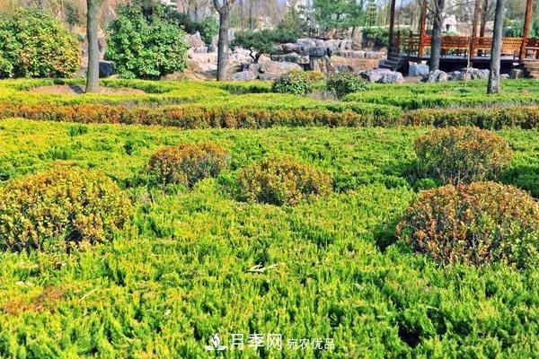 這些苗木價(jià)格***貴，市場(chǎng)潛力大，未來(lái)可以繼續發(fā)展！(圖6)