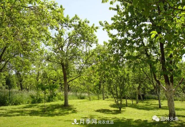 這些苗木價(jià)格***貴，市場(chǎng)潛力大，未來(lái)可以繼續發(fā)展！(圖5)