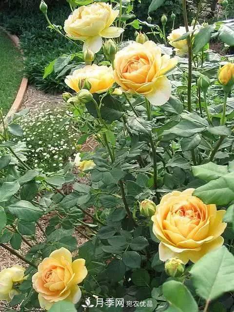 新扦插成活的月季就開(kāi)了一朵花，需不需要剪掉？(圖1)