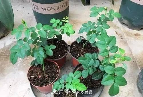 新扦插成活的月季就開(kāi)了一朵花，需不需要剪掉？(圖2)