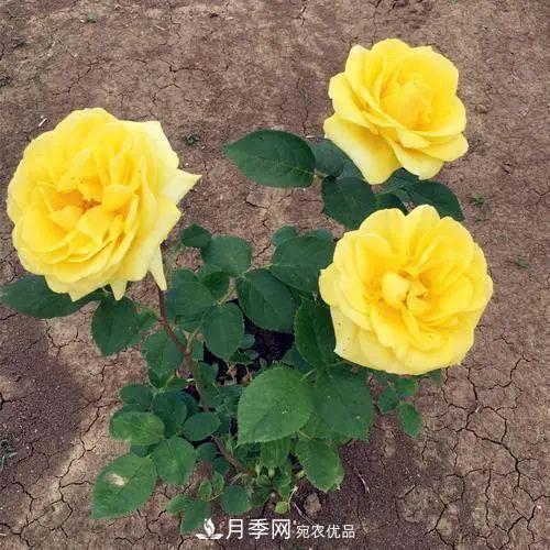 月季小苗想要長(cháng)壯，學(xué)會(huì )這幾招，快速成大苗！(圖1)