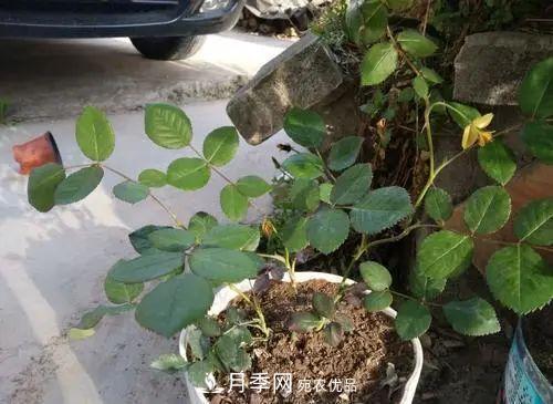 月季小苗想要長(cháng)壯，學(xué)會(huì )這幾招，快速成大苗！(圖2)