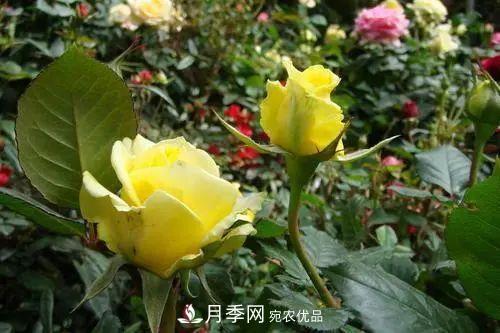 月季小苗想要長(cháng)壯，學(xué)會(huì )這幾招，快速成大苗！(圖4)