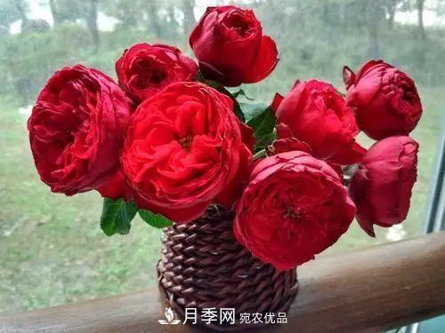 月季小苗想要長(cháng)壯，學(xué)會(huì )這幾招，快速成大苗！(圖3)