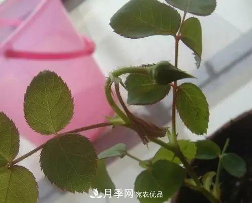 月季小苗想要長(cháng)壯，學(xué)會(huì )這幾招，快速成大苗！(圖6)