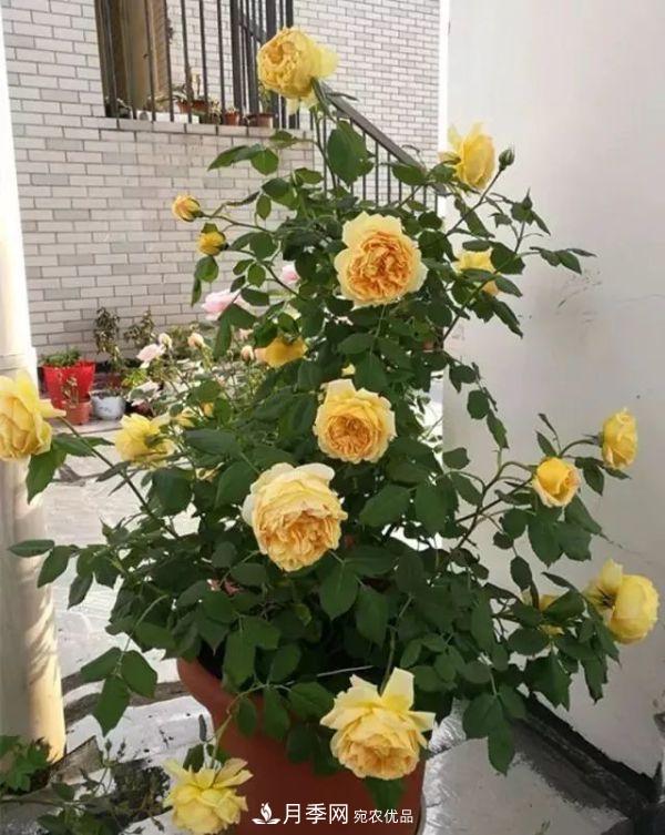養月季施肥牢記“3要2不要”，月季猛爆壯筍，花開(kāi)連成片！(圖1)