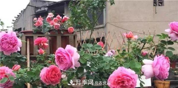 養月季施肥牢記“3要2不要”，月季猛爆壯筍，花開(kāi)連成片！(圖3)