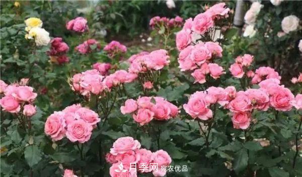 養月季施肥牢記“3要2不要”，月季猛爆壯筍，花開(kāi)連成片！(圖4)