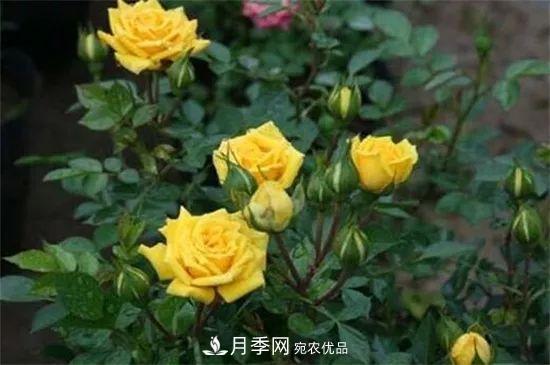 什么樹(shù)可以嫁接月季花？月季嫁接有什么好處？(圖2)