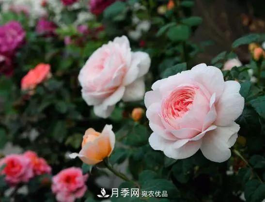 什么樹(shù)可以嫁接月季花？月季嫁接有什么好處？(圖1)