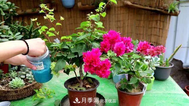 磷酸二氫鉀月季促花“效果不好”？可能是用錯了，快看看正確的方法(圖3)