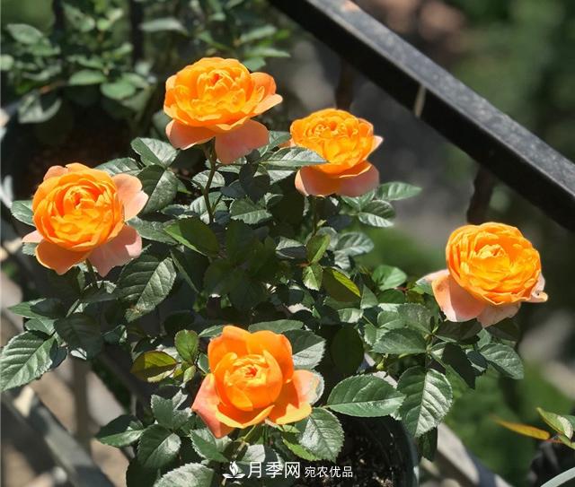 月季秋剪快上車(chē)，10月秋花開(kāi)出一片花海(圖1)