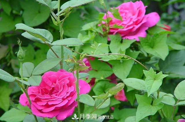 月季秋剪快上車(chē)，10月秋花開(kāi)出一片花海(圖4)