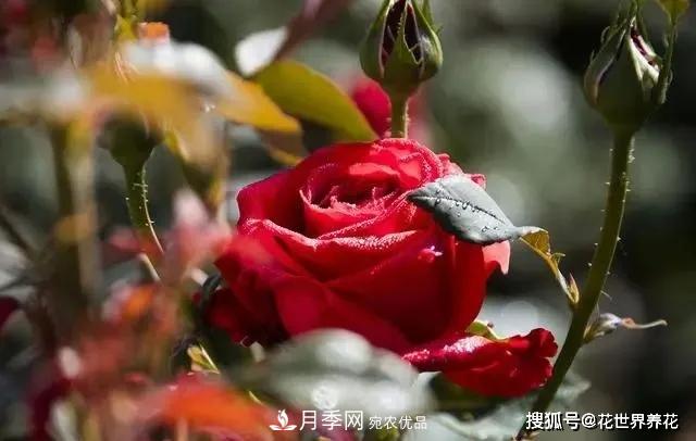 養月季就要用淺盆，月季開(kāi)花不好換個(gè)盆，天天爆花(圖1)