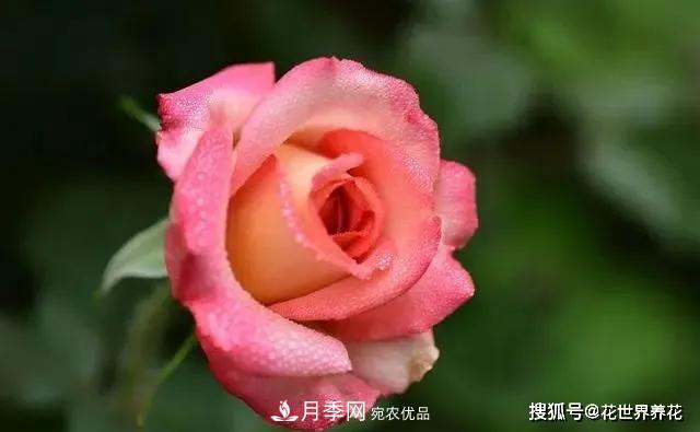 養月季就要用淺盆，月季開(kāi)花不好換個(gè)盆，天天爆花(圖2)