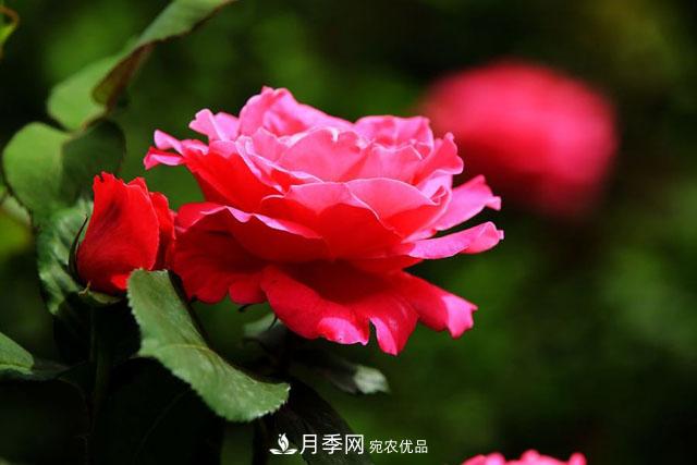 不同顏色的月季花語(yǔ)是什么？月季花語(yǔ)大全，快來(lái)漲知識(圖1)