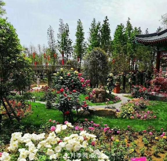南陽(yáng)世界月季大觀(guān)園：只愛(ài)園中月季美，不羨他鄉百花艷(圖2)