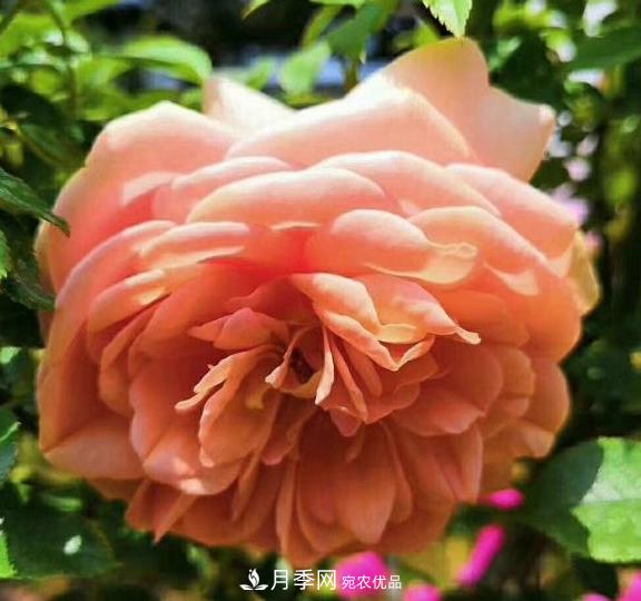 南陽(yáng)世界月季大觀(guān)園：只愛(ài)園中月季美，不羨他鄉百花艷(圖4)