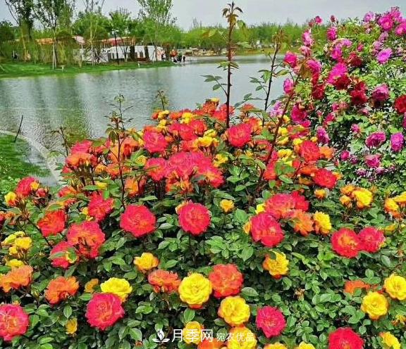 南陽(yáng)世界月季大觀(guān)園：只愛(ài)園中月季美，不羨他鄉百花艷(圖3)