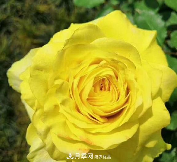 南陽(yáng)世界月季大觀(guān)園：只愛(ài)園中月季美，不羨他鄉百花艷(圖6)