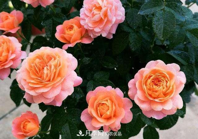 月季花施肥需要注意什么？(圖1)