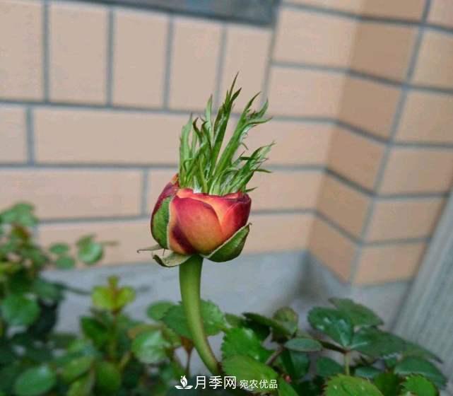 月季花施肥需要注意什么？(圖2)
