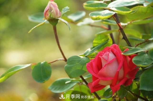 月季花施肥需要注意什么？(圖3)