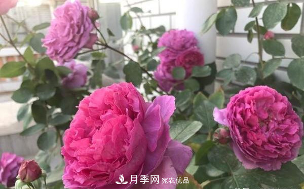 大花月季有多少個(gè)品種？大花月季品種大全！(圖2)