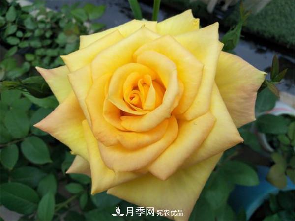 大花月季有多少個(gè)品種？大花月季品種大全！(圖4)