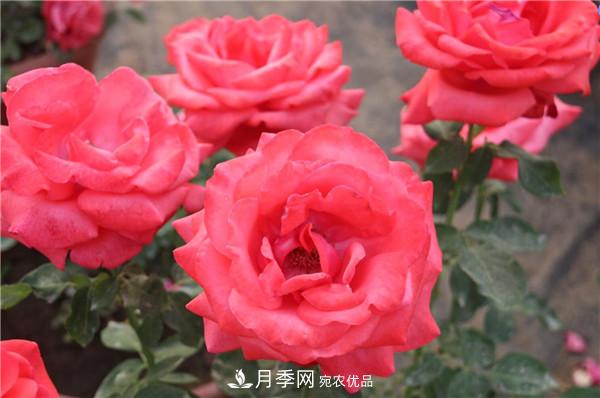 大花月季有多少個(gè)品種？大花月季品種大全！(圖3)