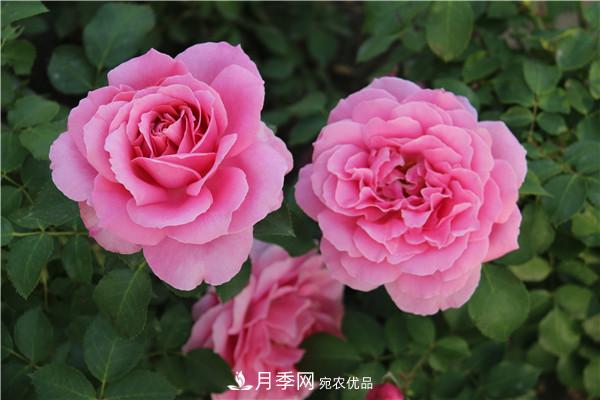 大花月季有多少個(gè)品種？大花月季品種大全！(圖5)