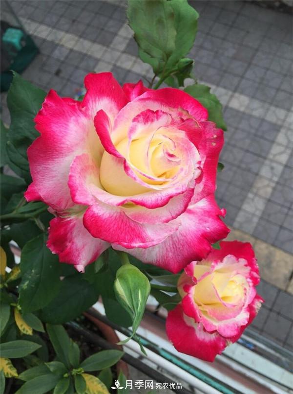 大花月季有多少個(gè)品種？大花月季品種大全！(圖6)