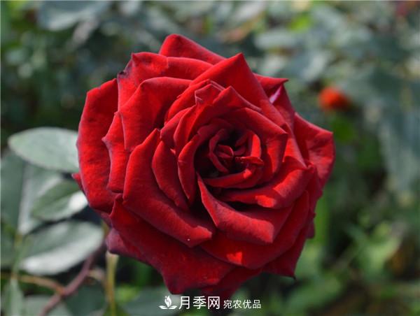 大花月季有多少個(gè)品種？大花月季品種大全！(圖9)