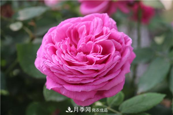 大花月季有多少個(gè)品種？大花月季品種大全！(圖7)