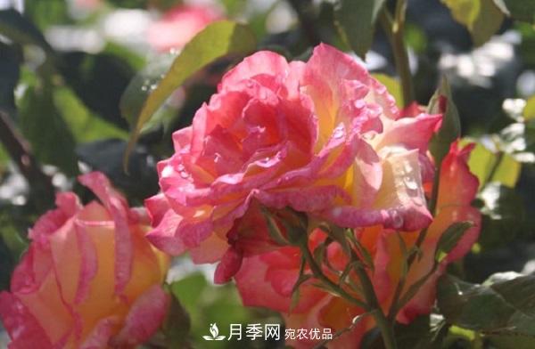 月季總是長(cháng)不好？這樣修剪就對了！(圖1)