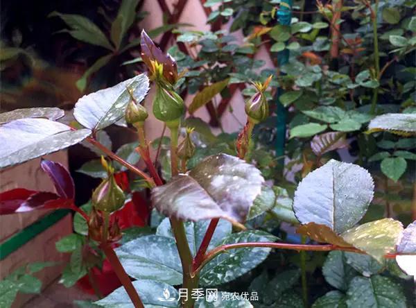 月季的常備藥品有哪些？收好了！(圖1)